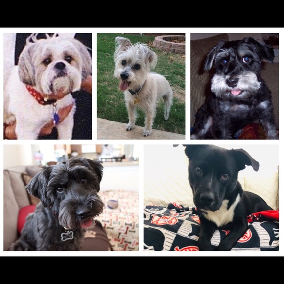 @princesspicks shop here & help save dogs lives - Picture 4 of 6